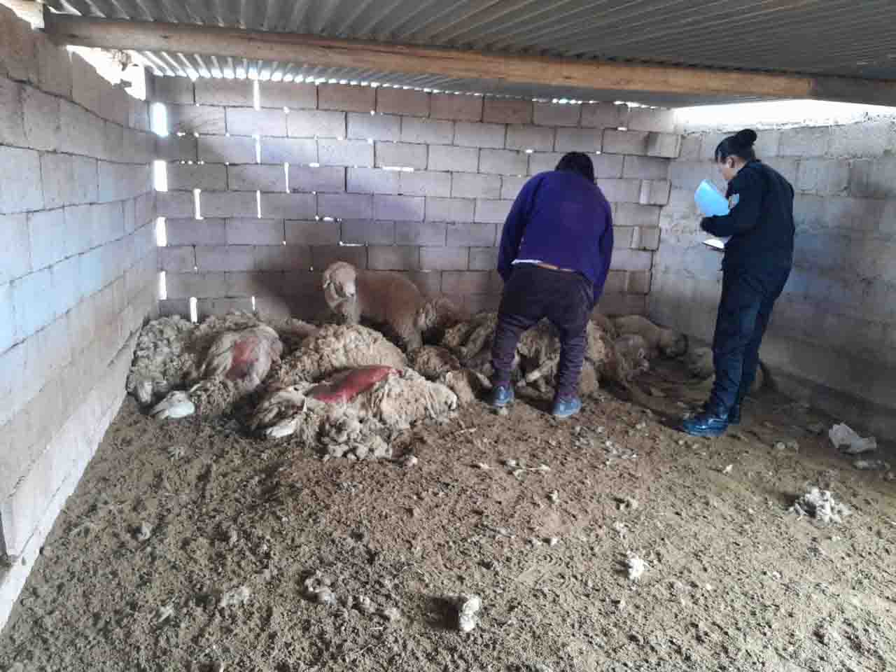 Sigue el daño de ganado por perros vagabundos 