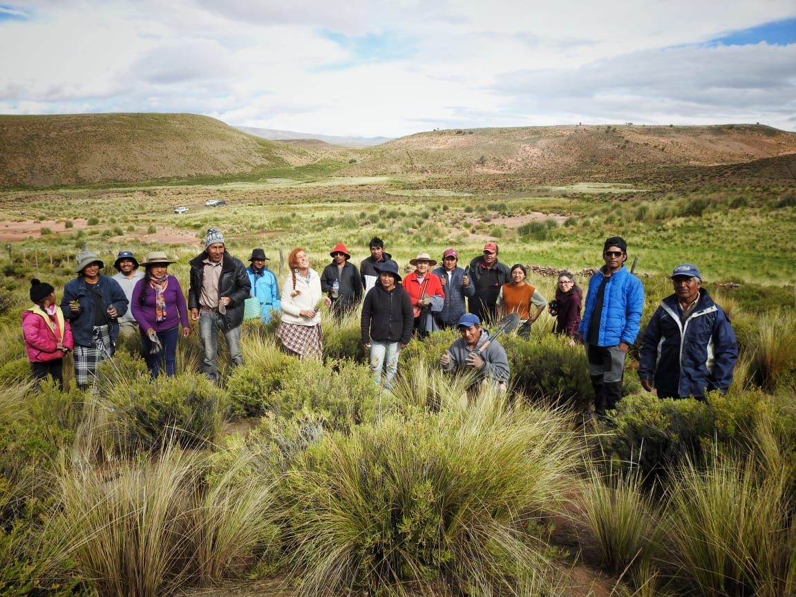 Importante reforestación de queñua en La Puna 